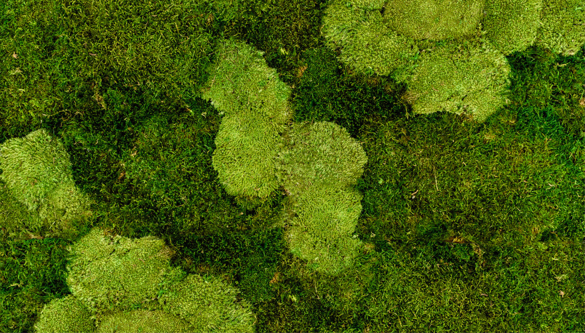 Moos Color Moos - nature & design – Moos nature & design